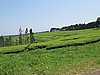 IMG_2301.JPG