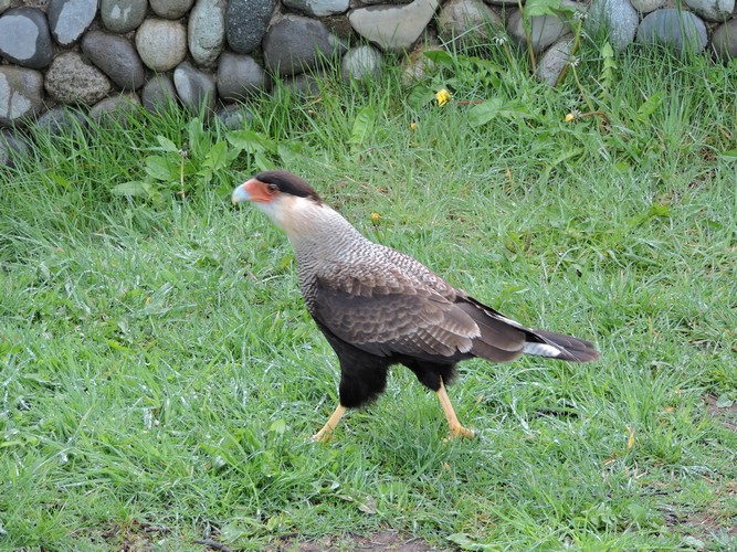 DSCN8038.JPG