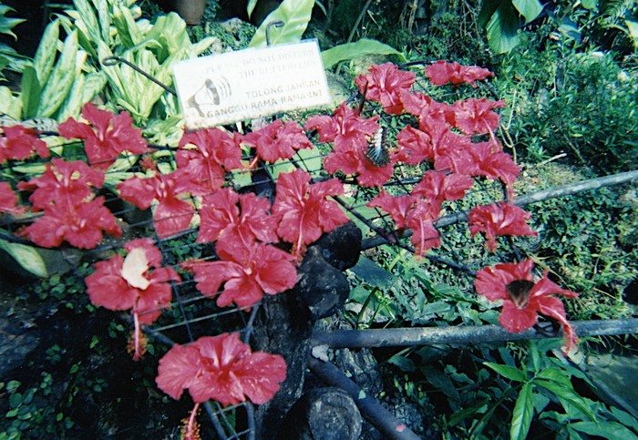 img718.jpg