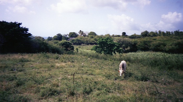 img731.jpg
