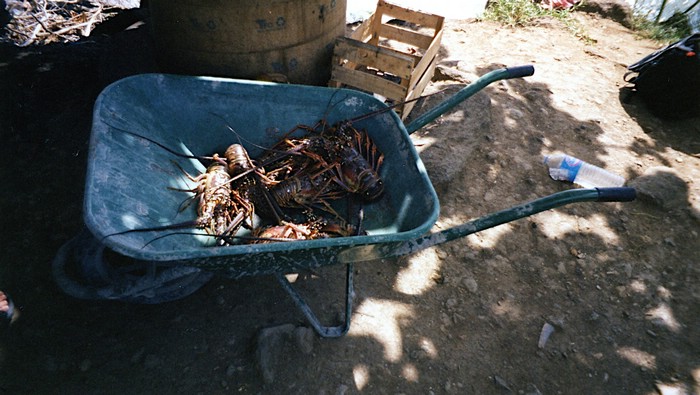 img737.jpg