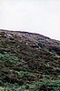 img899.jpg
