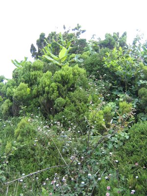 IMG_0439.jpg