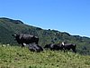 IMG_0454.jpg