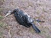 IMG_0352.jpg