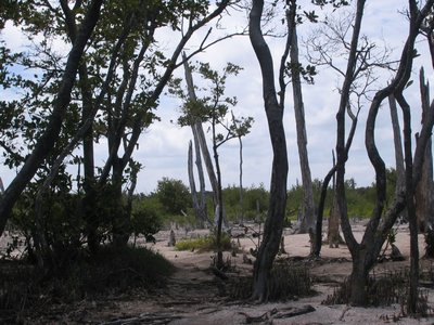 IMG_0987.jpg