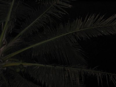IMG_1012.jpg