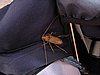 IMG_0927.jpg