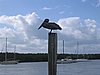 IMG_0661.jpg