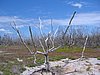 IMG_0668.jpg