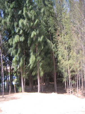 IMG_1419.jpg