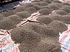 IMG_1461.jpg