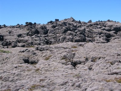 IMG_1855.jpg