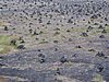 IMG_1916.jpg