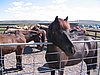 IMG_1944.jpg