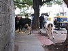 IMG_2117.jpg