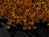 IMG_1462.JPG