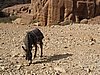 IMG_1537.JPG