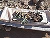 IMG_1554.JPG