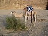 IMG_1682.JPG