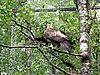 IMG_0739.JPG