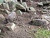 IMG_0745.JPG