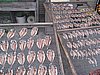 IMG_1010.JPG