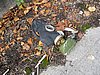 IMG_1366.JPG