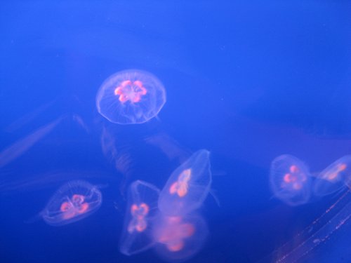 IMG_5850.JPG