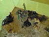 IMG_5187.JPG
