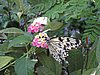 IMG_5202.JPG
