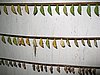 IMG_5204.JPG