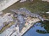 IMG_5238.JPG