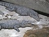 IMG_5240.JPG