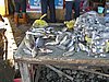 IMG_5286.JPG