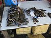 IMG_5287.JPG