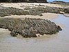 IMG_5444.JPG