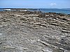 IMG_5445.JPG