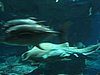 IMG_5857.JPG
