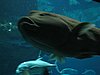 IMG_5858.JPG