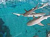 IMG_2112.JPG