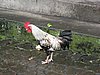 IMG_2545.JPG