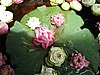 IMG_2723.JPG