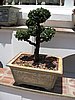 IMG_2809.JPG