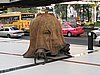 IMG_2865.JPG