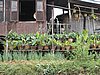 IMG_3109.JPG