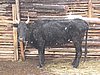 IMG_4411.JPG