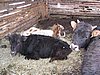 IMG_4412.JPG