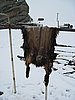 IMG_4418.JPG