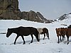 IMG_4420.JPG